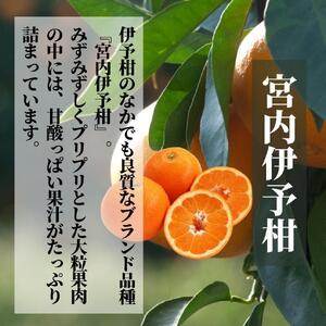 《2027年2月頃から順次発送》【三種のみかん食べ比べ箱】 せとか・はるか・伊予柑 （家庭用）1.5kg | 愛媛 みかん 蜜柑 柑橘 果物 くだもの フルーツ お取り寄せ グルメ 期間限定 数量限定