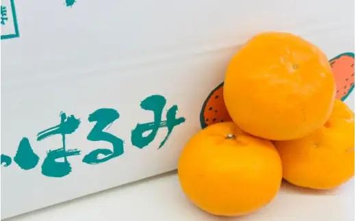 はるみ 和歌山 みかん 秀品 Lサイズ 20個入り 贈答用 / はるみ 柑橘 贈り物 フルーツ 果物 ※2027年1月中旬頃～3月上旬頃に順次発送予定【ksmt013-r-20】