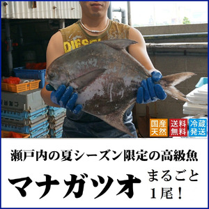 マナガツオ1尾【令和8年7月頃からの出荷分受付中！】【B-4】