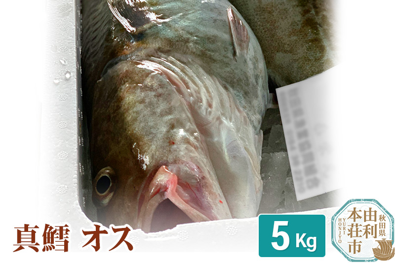 
真鱈 【オス】 5kg 天然 漁師直送 (配送期間 10月～1月末予定、期間外は次期予約扱い) マダラ タラ 高級魚 たら まだら 魚
