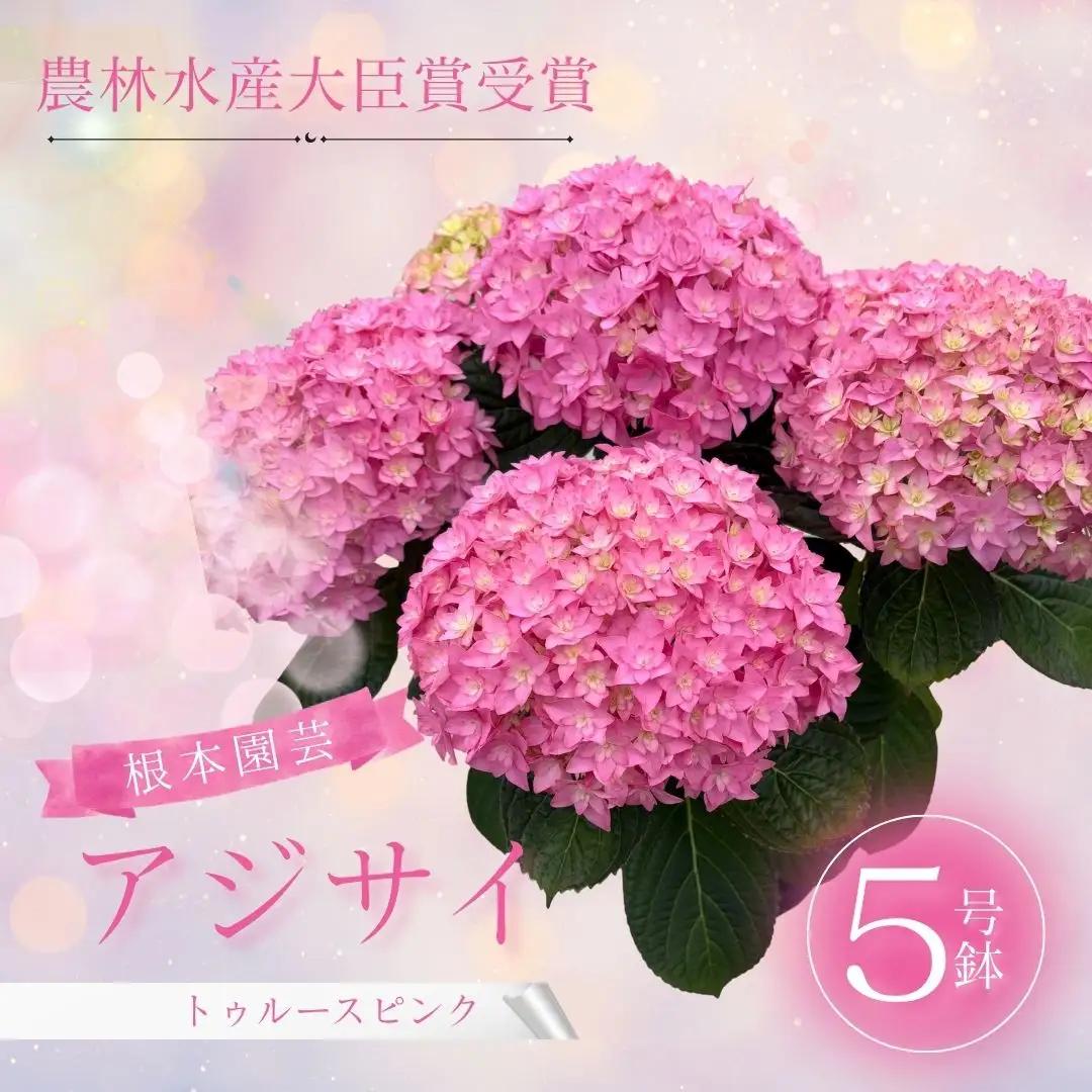 先行予約 アジサイ トゥルースピンク 5号鉢 | あじさい 紫陽花 ピンク 花ギフト 鉢植え 根本園芸