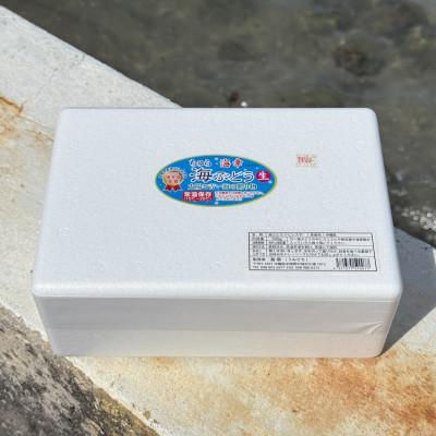 ふるさと納税 中城村 【沖縄から産地直送】県産海ぶどう品評会最優秀賞受賞!ちゅら海ぶどう2kg(500g×4箱) |  | 02