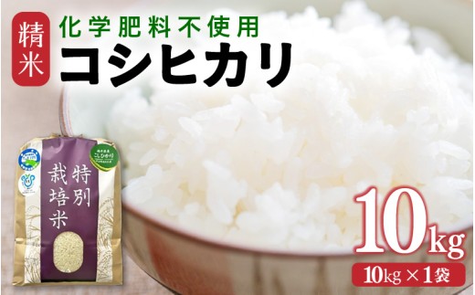 【先行予約】【令和8年産】 化学肥料不使用コシヒカリ 精米10kg（10kg×1袋） / 白米 米 福井県あわら市産 美味しい 特別栽培米 減農薬 安心な米 旨味 甘み もっちり エコファーマー こしひかり 冷蔵保管米 ※2026年10月上旬以降発送予定 [aw010-b022]