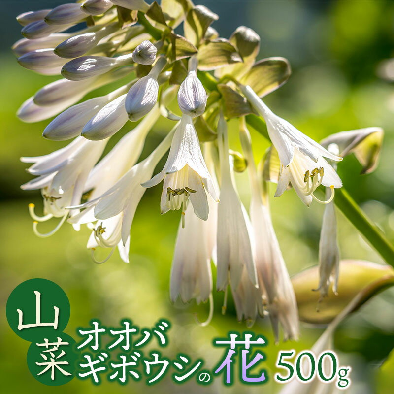 【ふるさと納税】【令和8年発送】山菜　オオバギボウシ（山うるい）の花　500g　山形県鶴岡産　グレイスファーム