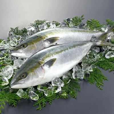ふるさと納税 松浦市 養殖ブリ 【切り身シャブシャブ用】(100g入り×3パック) |  | 01