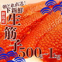 【ふるさと納税】 生筋子 500g 1kg 選べる容量 筋子 すじこ いくら 魚卵 鮭 さけ サーモン とろける お正月 おせち 海鮮 旬 海鮮丼 いくら丼 丼 贅沢 プレミアム 期間限定 新鮮 鮮度 こだわり 国産 新潟産 新潟県 新発田市