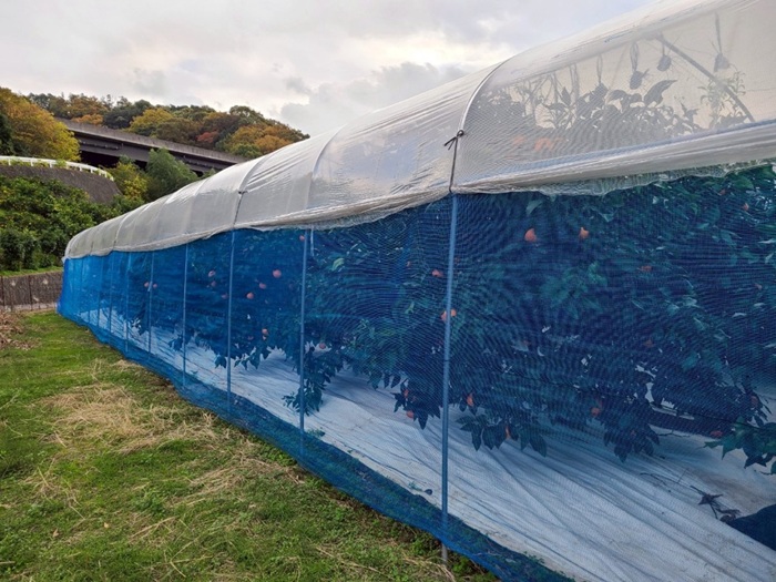 みかん 訳あり 愛果28号 紅まどんなと同一品種 5kg サイズミックス ご家庭用 【2025年12月から順次発送予定】 愛媛 人気 数量限定 先行予約 柑橘 伊予侍ファーム 伊予市｜C137