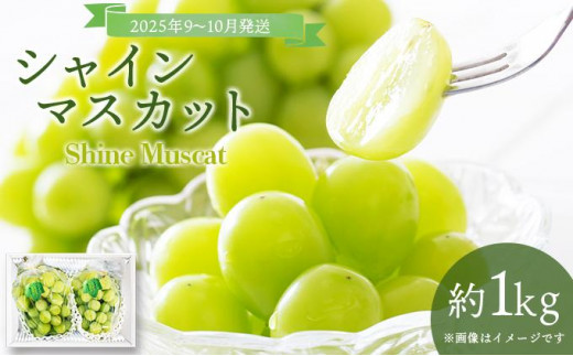 ＜2025年発送分 先行予約＞9月～10月発送お土産シャインマスカット1kg箱【029-a011】