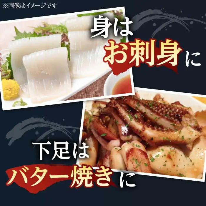 アオリイカ（水イカ）1,500g前後 [JCG019] イカ 刺身
