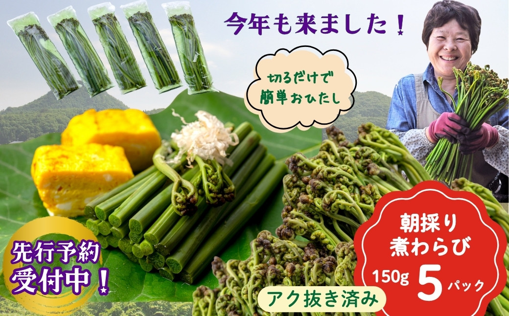 
            ＜先行予約＞やまに農産【西わらび】朝採り「煮わらび」（限定30セット）
          