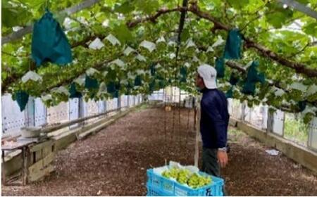 五果苑 越冬ぶどう  シャインマスカット 2房（1房約1.0kg） | フルーツ 果物 くだもの シャインマスカット マスカット 岡山県産 国産 ギフト 贈答用 プレゼント 贈り物 マスカット フルー