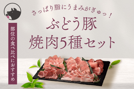 【希少】ブランド豚「綾ぶどう」豚焼肉 5種 食べ比べセット【宮崎県産 綾町産 希少 ブランド豚 食べ比べ 綾ぶどう豚 焼肉 セット バーベキュー 盛り合わせ 国産 豚肉 ロース 肩ロース バラ 小間切れ もも 詰め合わせ お試し】