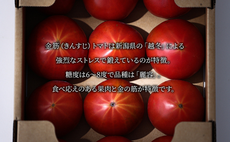 【2025年6月発送】SOGA FARM　金筋トマト 2025年 先行予約 トマト 野菜 とまと 新潟 