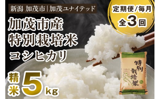 【令和7年産】【定期便3ヶ月毎月お届け】加茂市産 特別栽培米 コシヒカリ 精米5kg 《順次出荷》 栽培期間中は化学肥料・農薬不使用 新潟米 お米 白米 こしひかり 加茂ユナイテッド