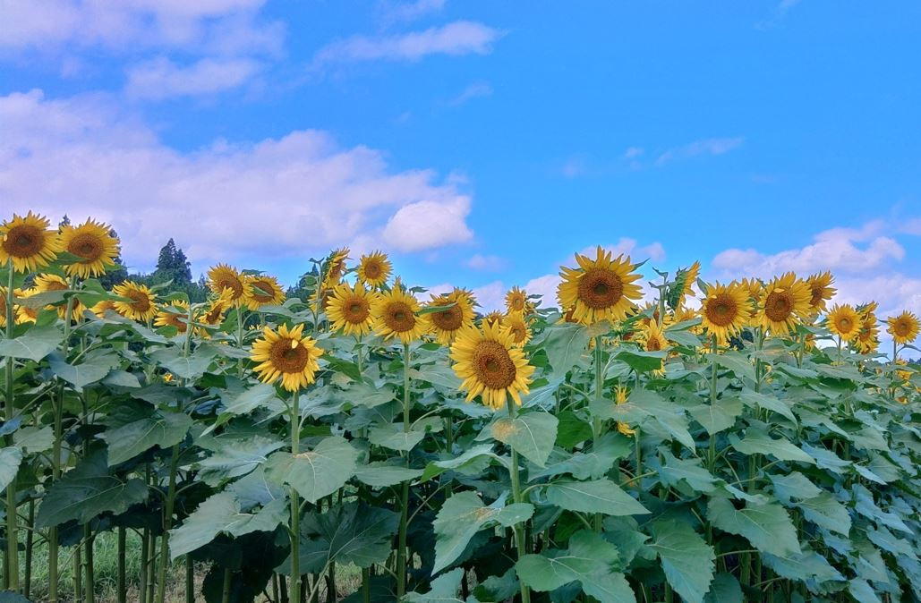 千厩町小梨のひまわり畑