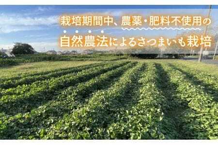 No.233 無加糖プレミアムスイートポテト『amaimo・チーズ120』