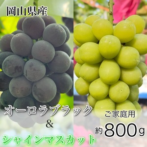 ぶどう 2026年 先行予約 農家こだわりの シャイン マスカット ＆ オーロラブラック 2房 合計約800g ご家庭用クラス  岡山県産 シャインマスカット