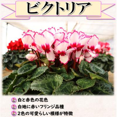 ふるさと納税 中島村 【先行予約】シクラメン6号鉢(ビクトリア)　水野谷園芸 |  | 01