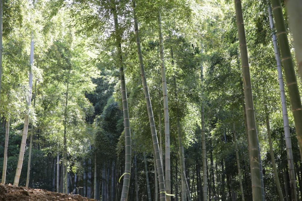 予約受付【筍農家】京都産 朝堀り湯がきたけのこ 優秀品 1KG(3-5本)皮なし