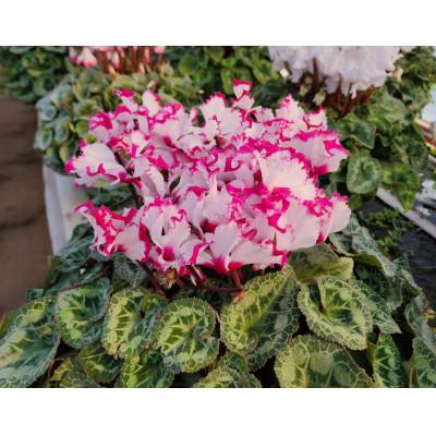 ふるさと納税 那珂市 シクラメン 7号鉢(白系) |  | 01