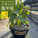 【ふるさと納税】Dioscorea Mexicana メキシコ亀甲竜 （個体番号MKR-33） 長与町/アグリューム[EAI216]