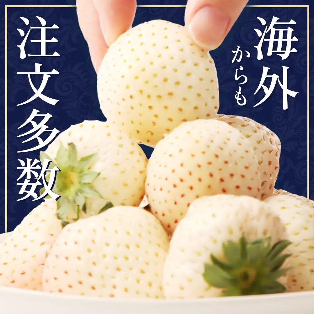 【2027年１月以降発送！】【北海道産】ゆきいちご（白いちご） 2Pセット 250g×2 計500g 苺 イチゴ 白いちご 一季成りイチゴ ゆきぼたん パールホワイト 希少 高級 ギフト お取り寄せ 