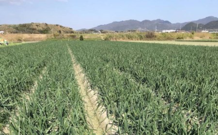 新玉ねぎ　淡路島南あわじ市 5kg 早生　◆配送4月下旬～5月下旬
