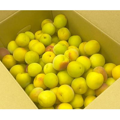 ふるさと納税 紀の川市 【秀品】南高梅 (完熟) 3L以上 約1kg |  | 01