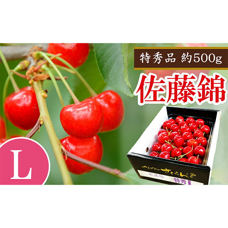 【ふるさと納税】 【令和8年産】 さくらんぼ 「佐藤錦」 約500g (特秀 L) バラ詰め 《令和8年6月中旬～発送》 『マルエ青果』 先行予約 サクランボ 果物 フルーツ 山形県 南陽市 [2703]