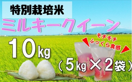 【令和7年産・精米】米蔵いいの特別栽培米ミルキークイーン10kg（5kg×2袋）