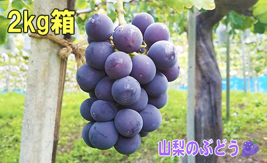 
            【2025年8月中旬から発送】朝採り！タネなし 巨峰　2kg箱　小沢農園[5839-1500]
          