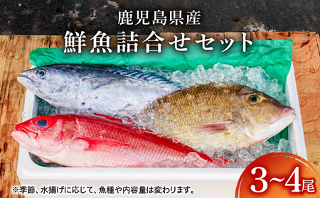 2530 鹿児島県産 鮮魚 詰合せ セット （ 3～4 尾 ） KN025-004-01 魚