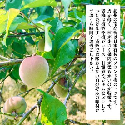 ふるさと納税 有田川町 青梅 南高梅 5kg 秀品  LまたはMサイズ 和歌山県産 A品 梅酒作り用 梅ジュース作り用 |  | 01