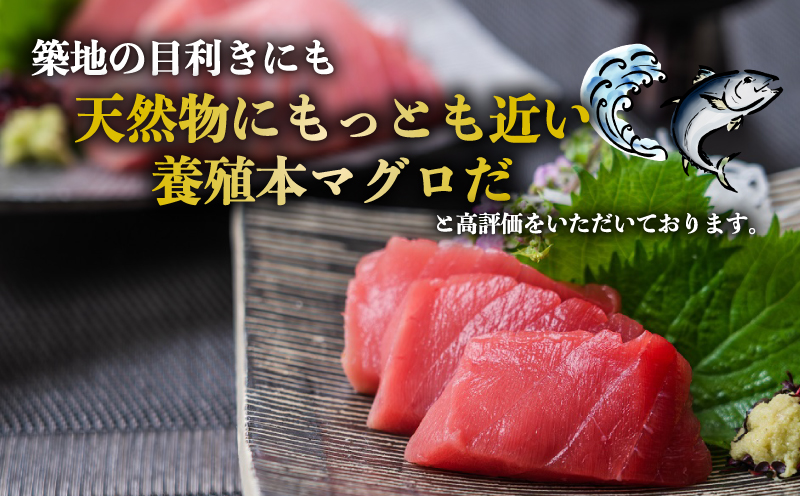 【2026年4月22日発送】訳あり 本マグロ ブロック 450～600g 媛まぐろ ダイニチ 鮪 刺身 国産マグロ 養殖マグロ 本鮪 クロマグロ マグロ 赤身 中トロ 大トロ 部位 指定不可 漬け ネ