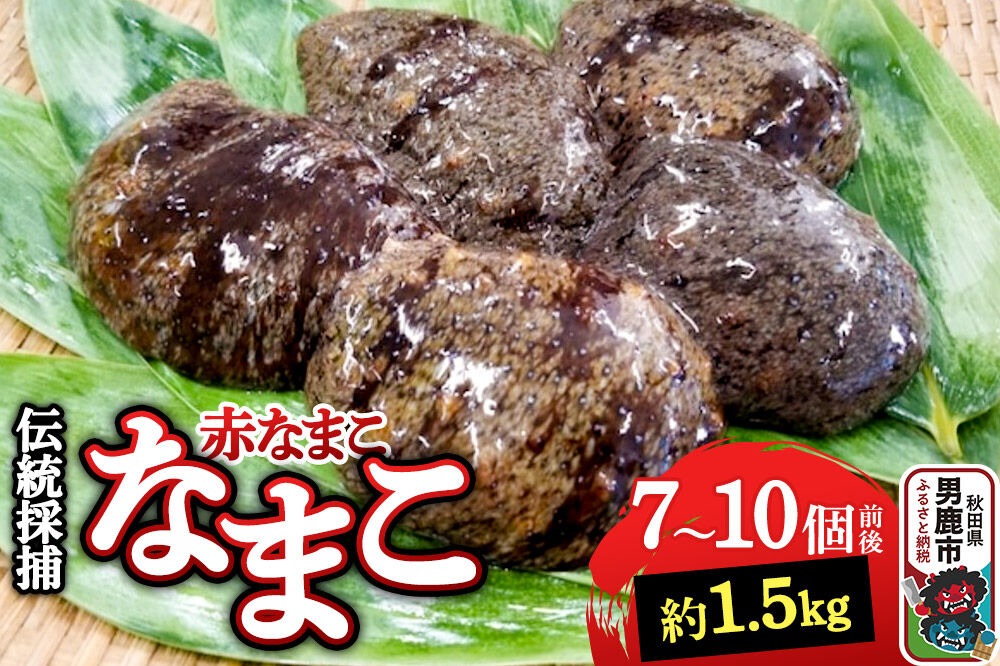 【期間限定】赤ナマコ 約1.5kg （7～10個前後） なまこ 海風丸 秋田県 男鹿市|23_umk-080101
