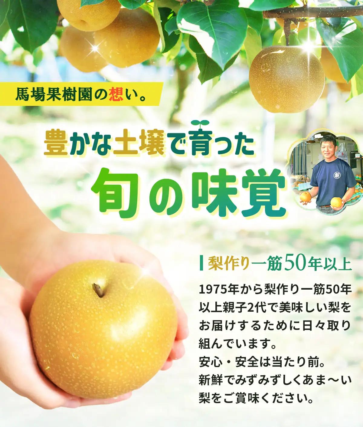 【2026年発送／訳あり】 梨 約5kg 品種おまかせ 馬場果樹園 ｜ 梨