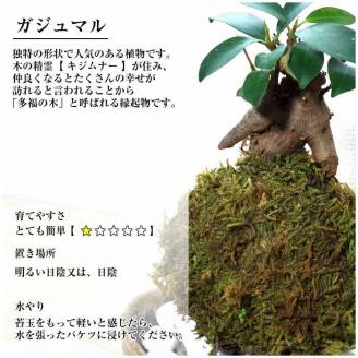 天然苔専門店 弥栄苔 選べる縁起物苔玉（２個セット） 観葉植物 こけ玉 長寿梅 南天 ガジュマル 盆栽 苔盆栽 天然 ハイゴケ 敬老の日 【1315】