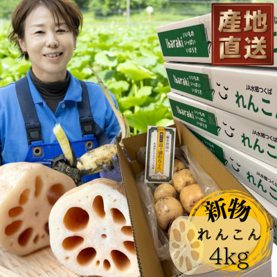 新物!　肉厚でシャキシャキの食感と甘みが特徴　　掘りたて れんこん　4Kg(4～7本)【配送不可地域：離島】