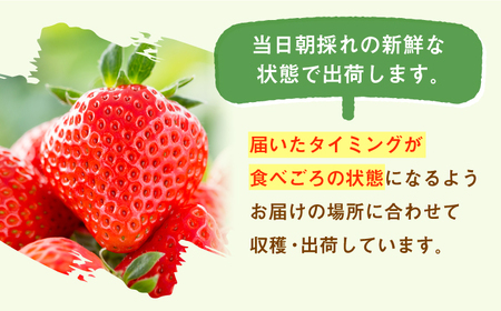 【先行予約】【2027年1月以降発送】【4回定期便】さがほのか＆いちごさん 2種定期便 / いちご [IAA033]
