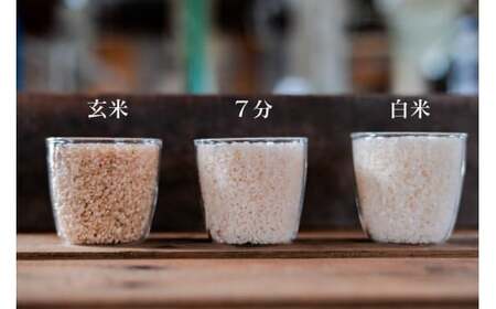 【期間限定発送】 米 定期便 コシヒカリ 白米 10kg 3回 総計 30kg [農家にしの 石川県 宝達志水町 38601173]