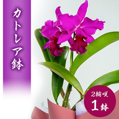 ふるさと納税 磐田市 洋ラン　カトレア　2輪咲　鉢物