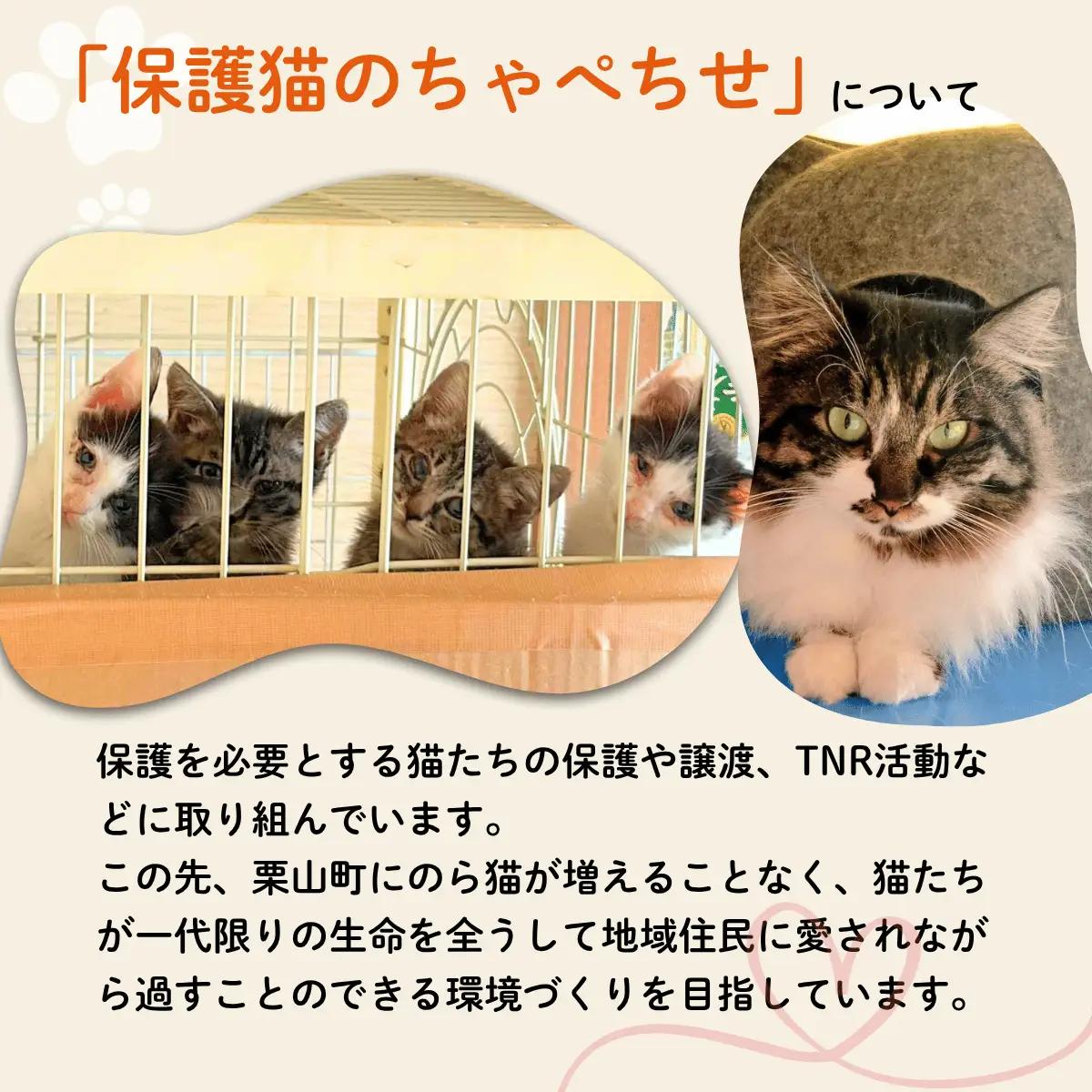 ガツんとみそガツホルモン【保護猫活動につながる返礼品】