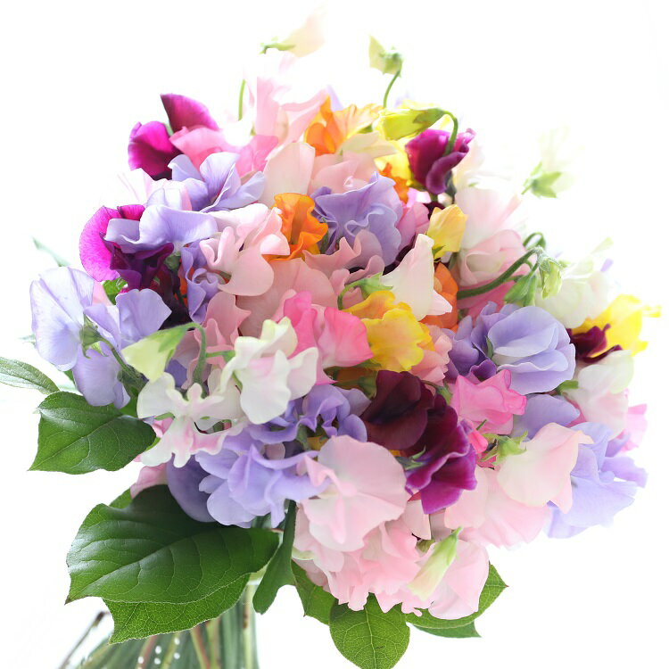 【ふるさと納税】旬のお花で季節の花束| 花 花束 記念 サプライズ ギフト プレゼント 神奈川県 小田原市