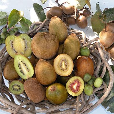 ふるさと納税 掛川市 掛川産 カラフルキウイ 3種6個と キウイミニジャム 3個セット キウイフルーツカントリー　5884 |  | 02