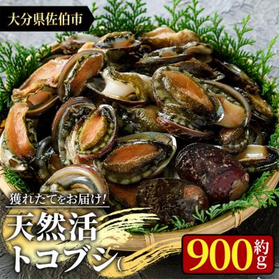 ふるさと納税 佐伯市 天然 トコブシ (約900g)