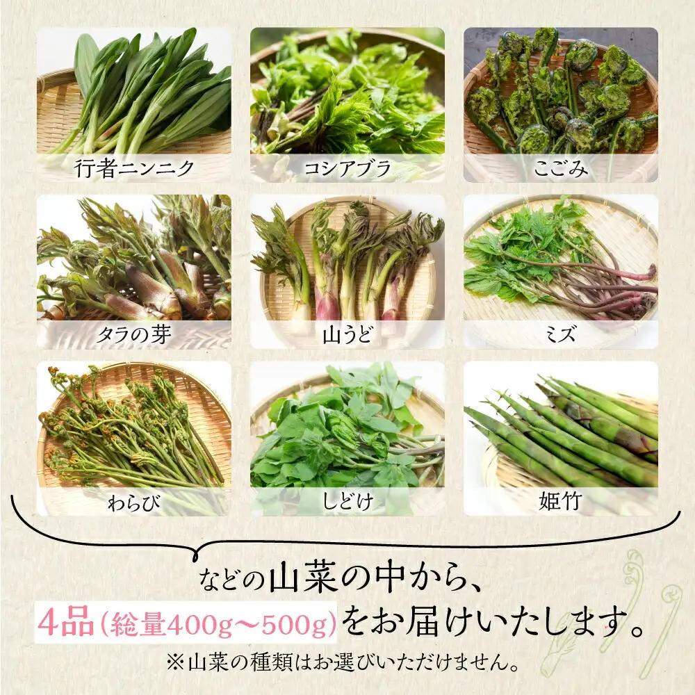 山菜セット4品 (約400g～500g) / 山菜 旬 [Q2987]