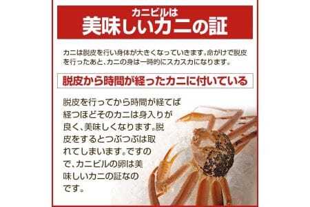 944　遊佐沖　春の生・本ズワイガニ 1匹 700g程度