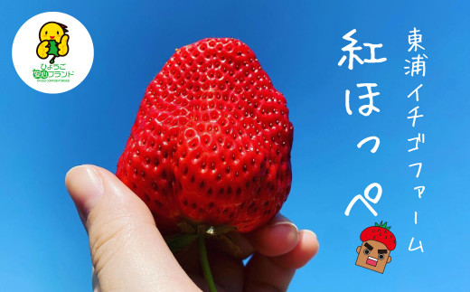 淡路産　イチゴ(紅ほっぺ)  【発送時期2025年1月頃・お届け日指定不可】　　[イチゴ 苺 いちご イチゴ 苺 いちご イチゴ 苺 いちご イチゴ 苺 いちご イチゴ 苺 いちご]