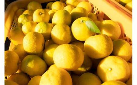 【香りたっぷり】 北限のゆず 果皮 1kg 真空パック 柚子