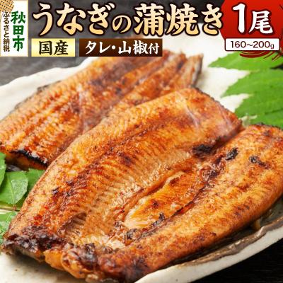 ふるさと納税 秋田市 鰻 うなぎ蒲焼き 仕出しのせきや 160〜200g×1尾 タレ、山椒付|15_ssy-040101